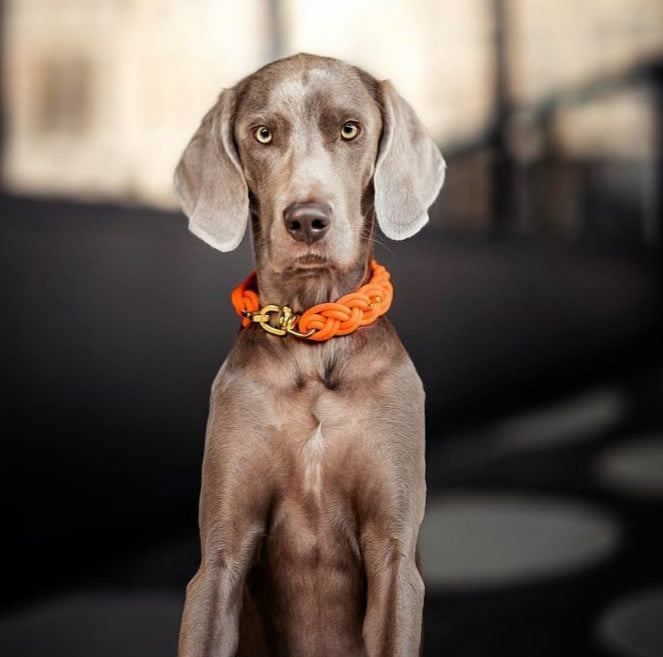BioThane® Halsband Neon-Orange