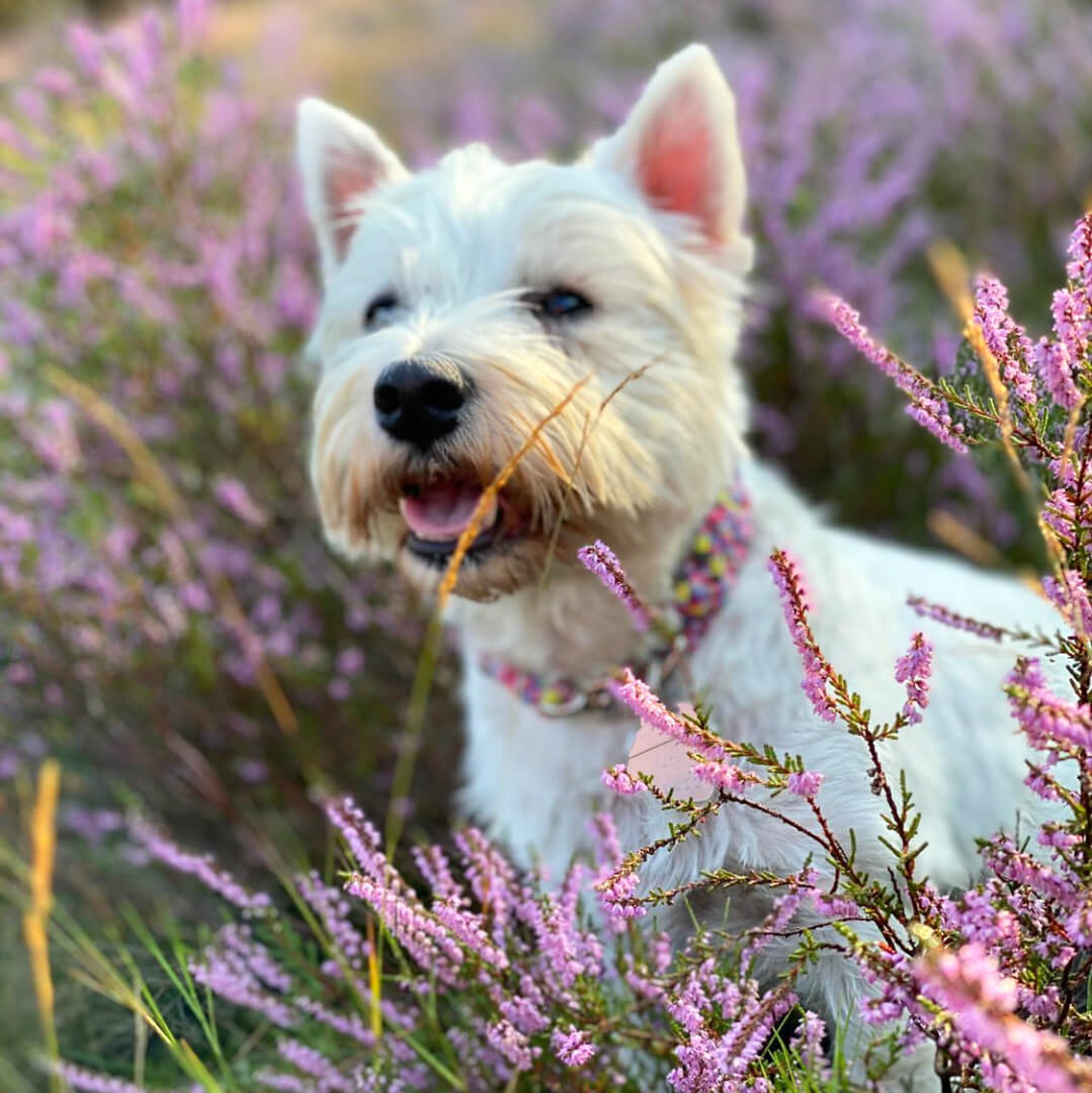 Flechthalsband Ethno-Pink