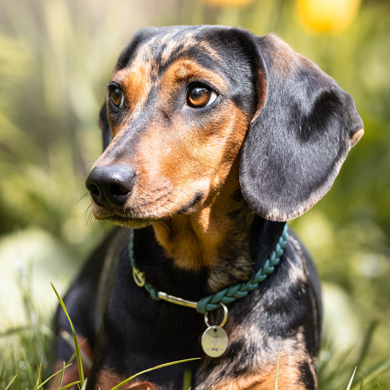 Hundemarke